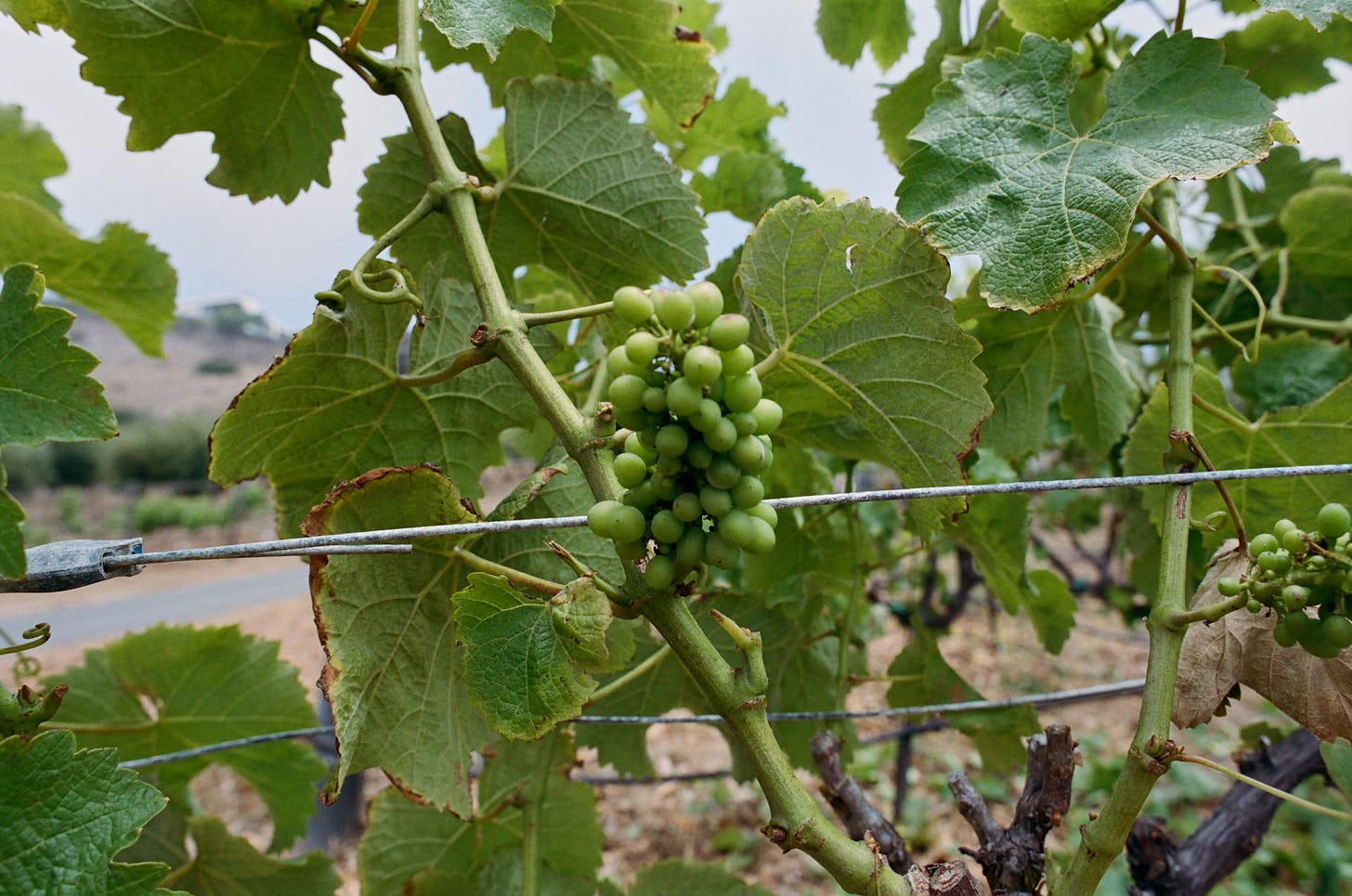 Sauvignon Blanc grapes