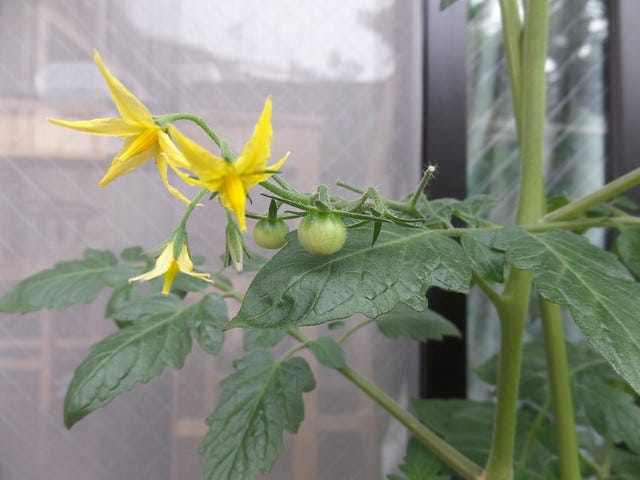 Tomato Plants 17 June 2014 Tomato Plants 17 June 2014