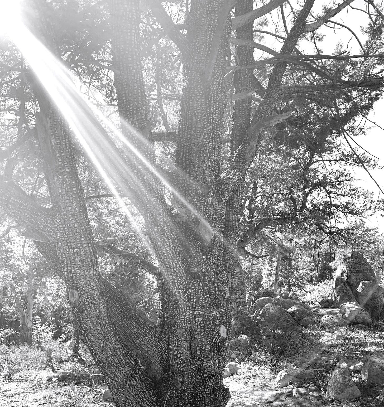 A stream of light shines through the branches of an alligator juniper