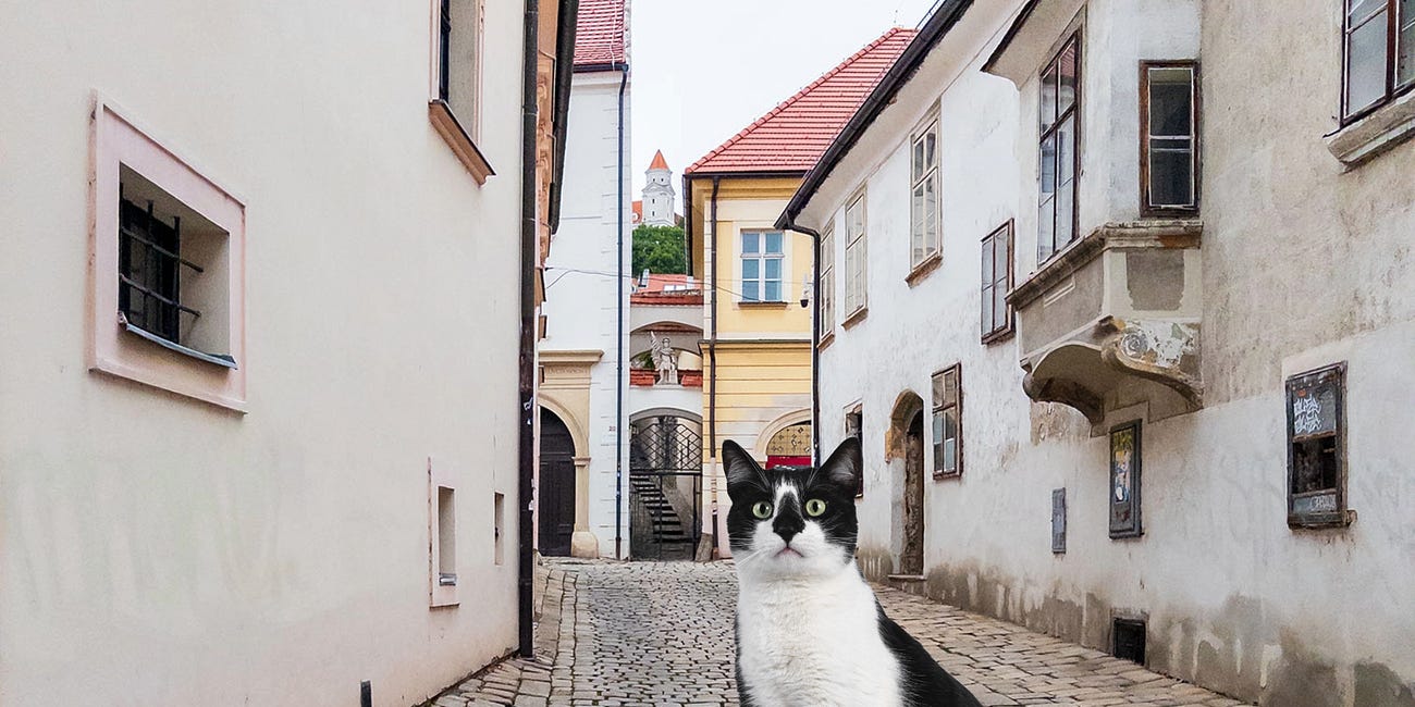 The Case of the Missing Cats in Old Town Bratislava
