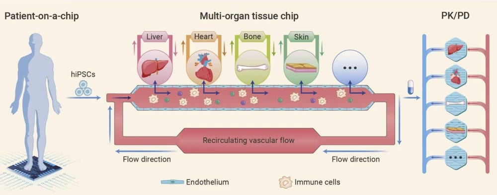 Multi-organ tissue chip system Multi-organ tissue chip system