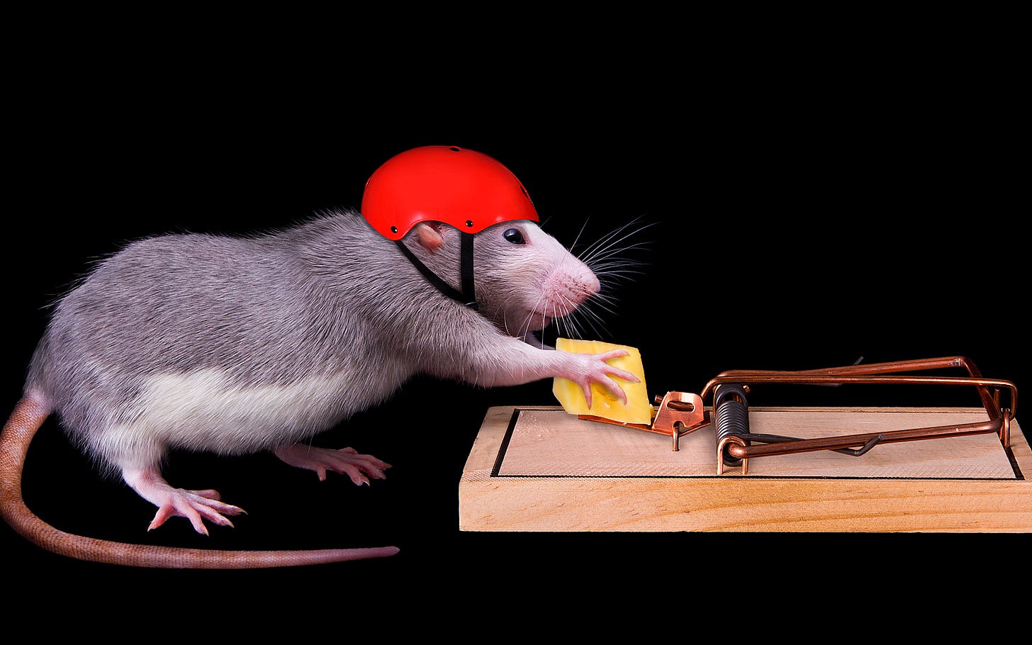 Fotos von Ratten Helm Käse Schwanz kreative Tiere 3840x2400