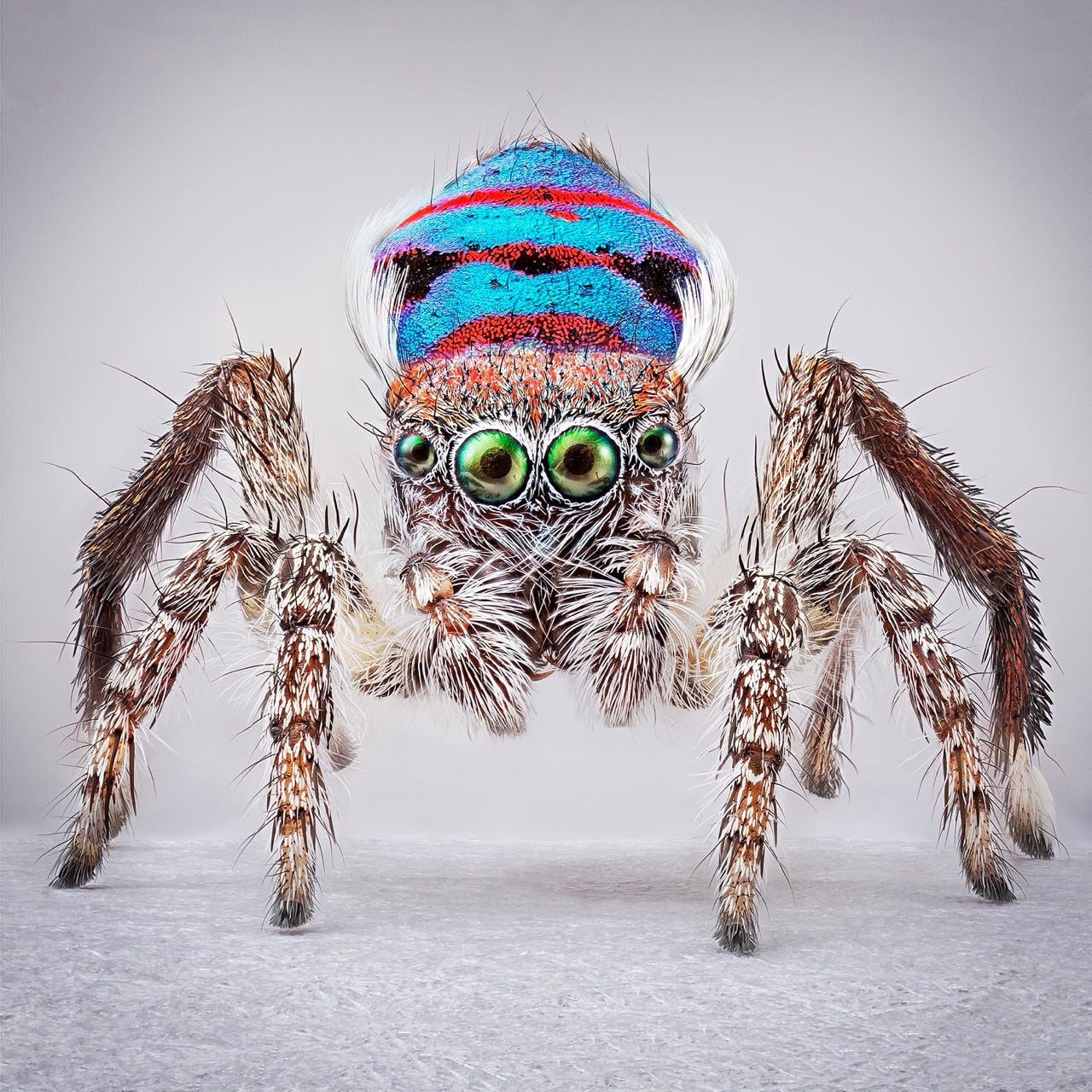 a male Maratus spider with blue, red, purple, and white details, photographed during a courtship ritual in which the creature lifts a colorful abdomen in the air and dances