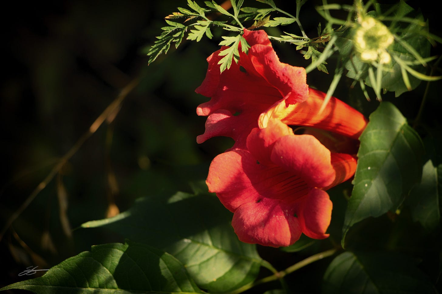 IMG_4576-Edit IMG_4576-Edit