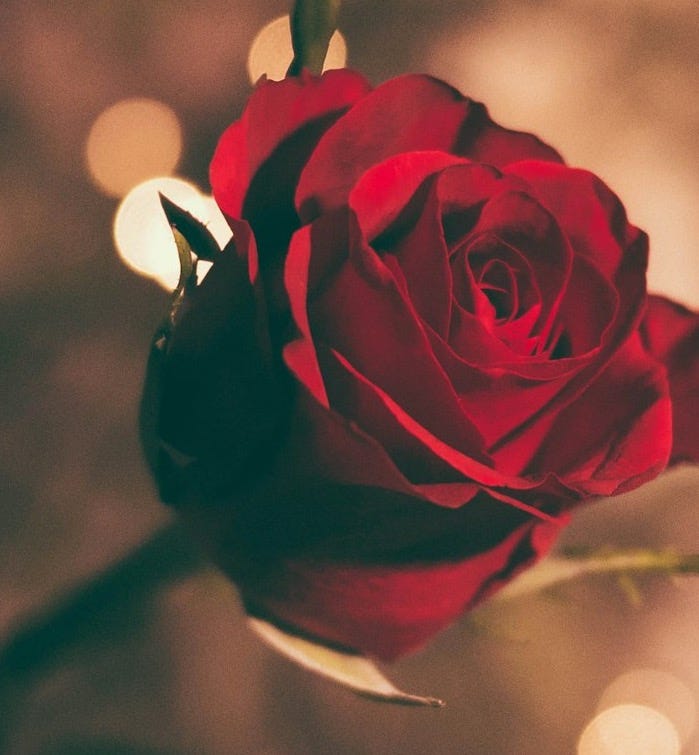 focused photo of a red rose