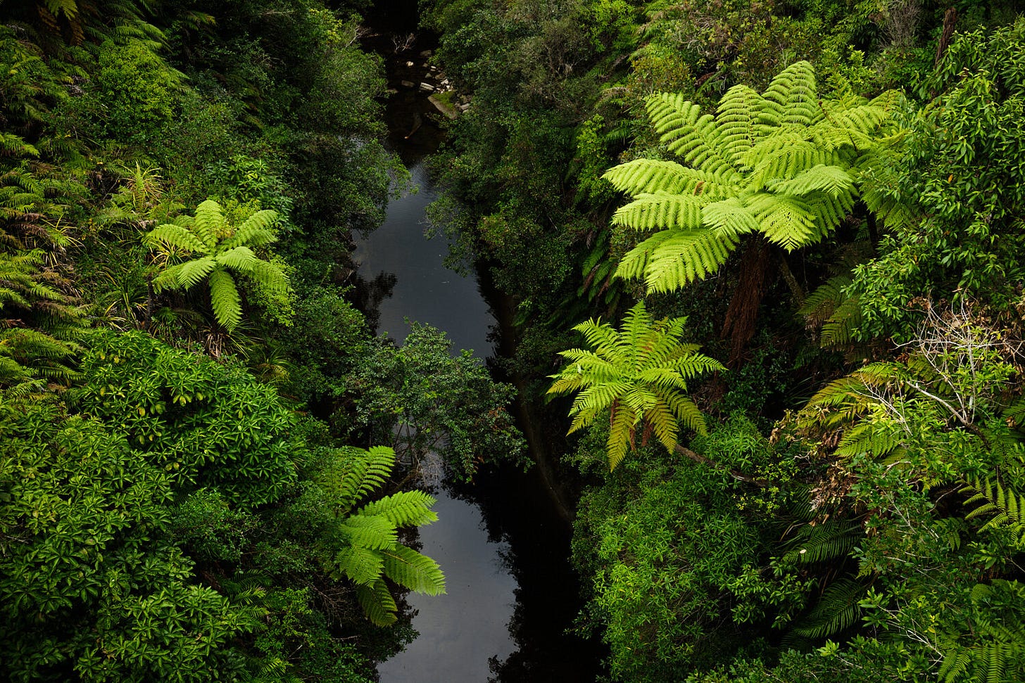 View from the Bridge to Nowhere. Sharp eyes saw eels in the water below.
