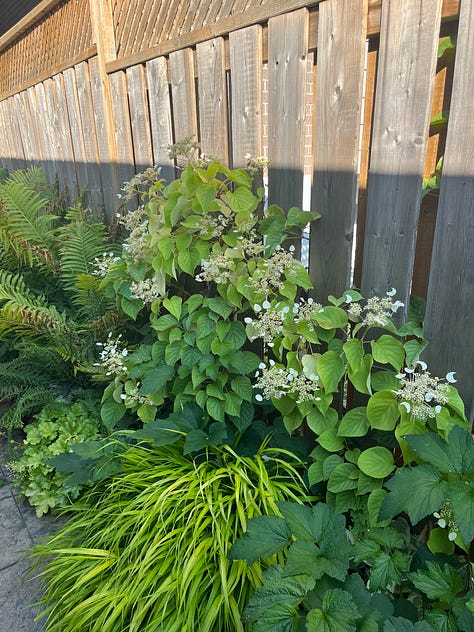 Early summer in my garden