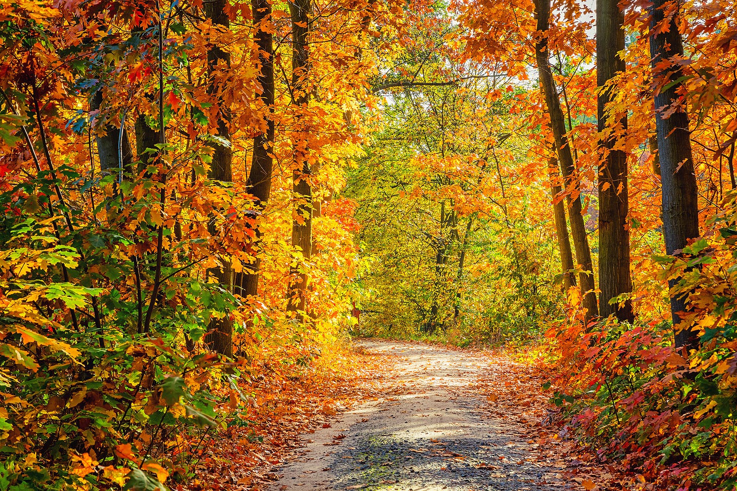 A fall scene with a path and trees all in fall colors.