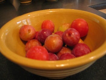 plum1.jpg plum1.jpg