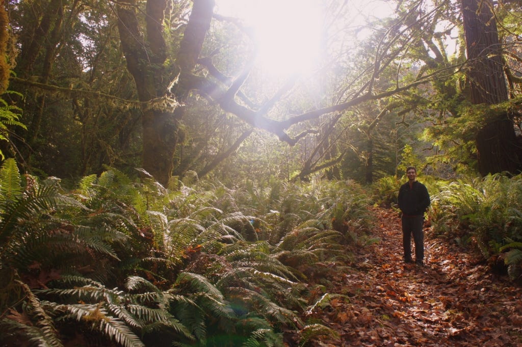 Hiking in the redwoods.