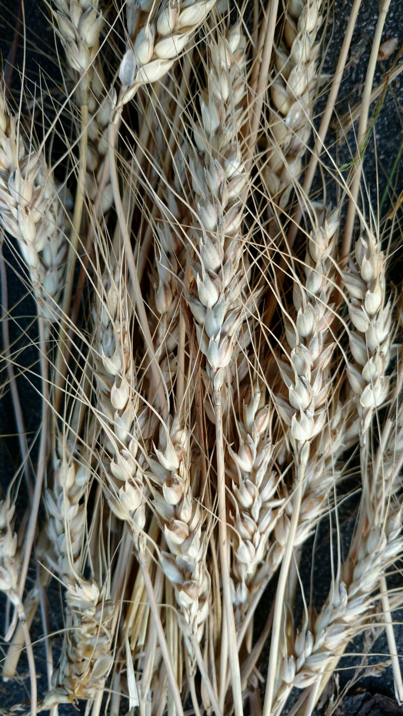 wheat stalks wheat stalks