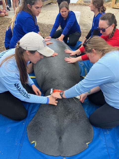 From Rescue to Rehabilitation and Release, Three Manatees Continue Their Journey Home