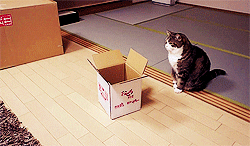 Cat If I Fits I Sits GIF Cat If I Fits I Sits GIF