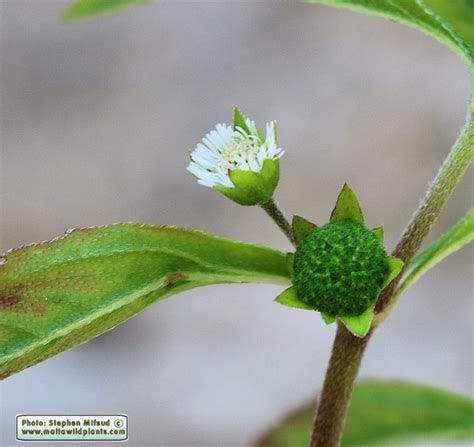 Eclipta prostrata (False Daisy) : MaltaWildPlants.com - the online Flora of the Maltese Islands.