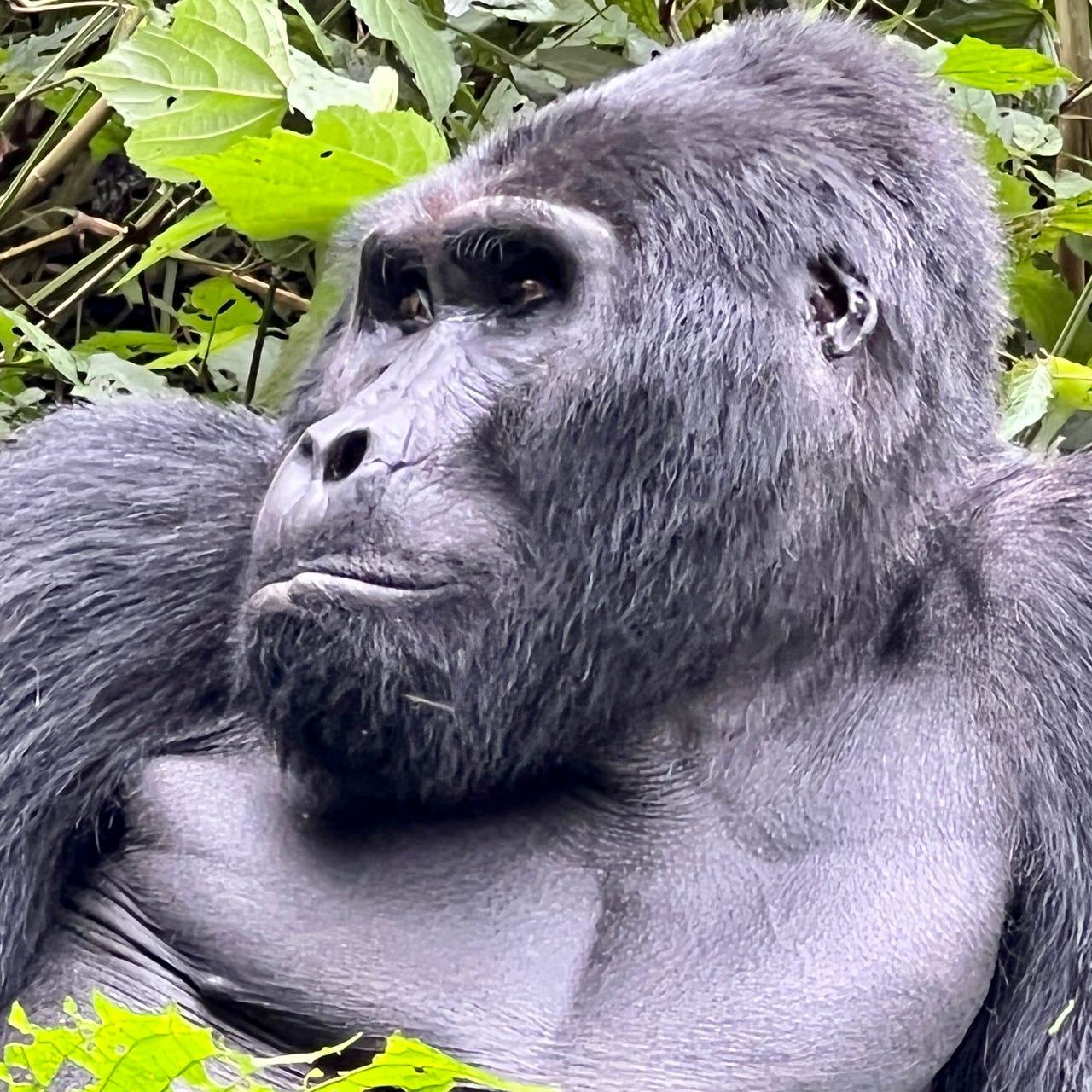 Wild Connection with Dr. Jen