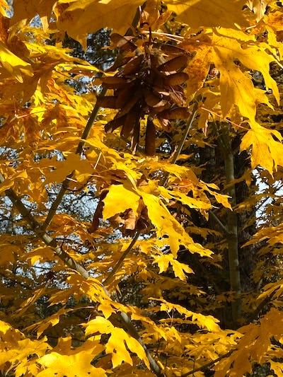 Fungi and big leaf maple