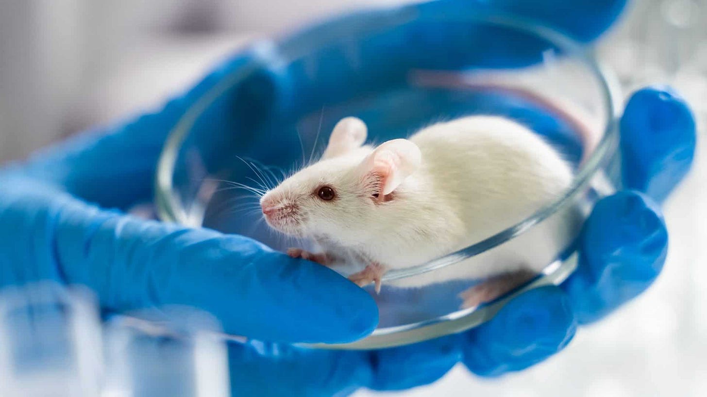 Ratos paralisados voltam a andar com novo implante cerebral - Olhar Digital