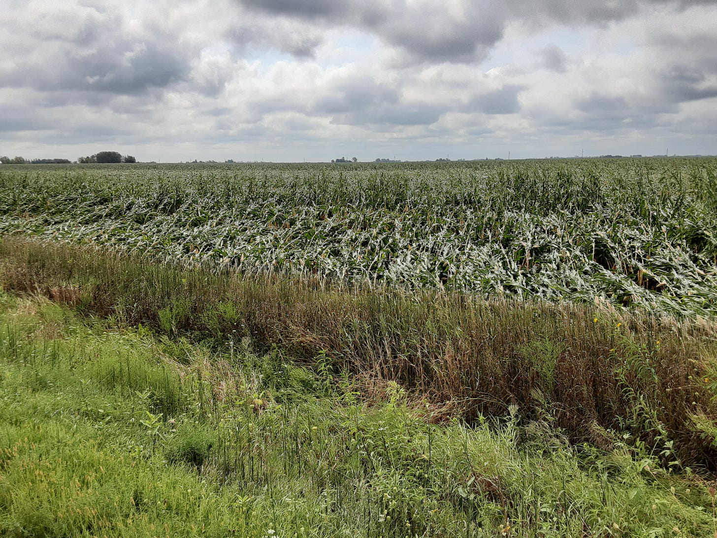 corn down in a corn field near our farm