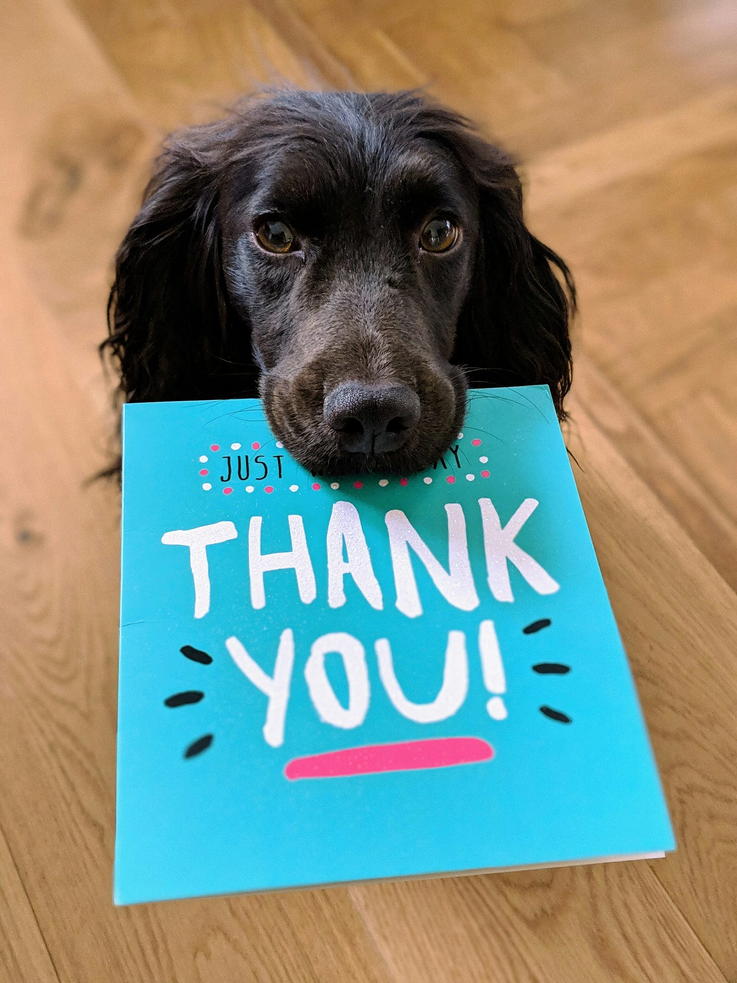 photo of an adorable, small dog, with long ears and long black hair, holding a blue greeting card it its mouth that says "thank you!" in big white letters