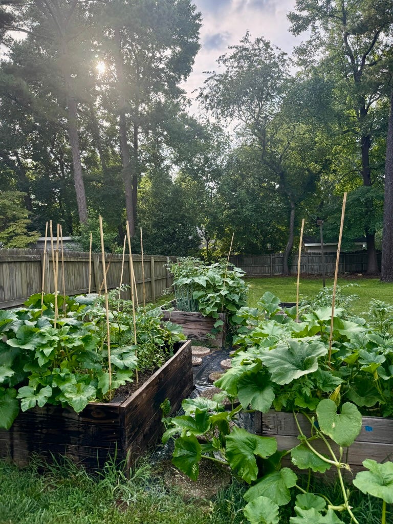 The Flourish Garden in the heart of summer - with lots of zucchini, squash, tomatoes, and cucumbers flourishing. The Flourish Garden in the heart of summer - with lots of zucchini, squash, tomatoes, and cucumbers flourishing.