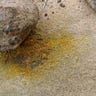 Golden Rock Research