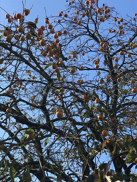 Images of persimmons on the tree and people gleaning them