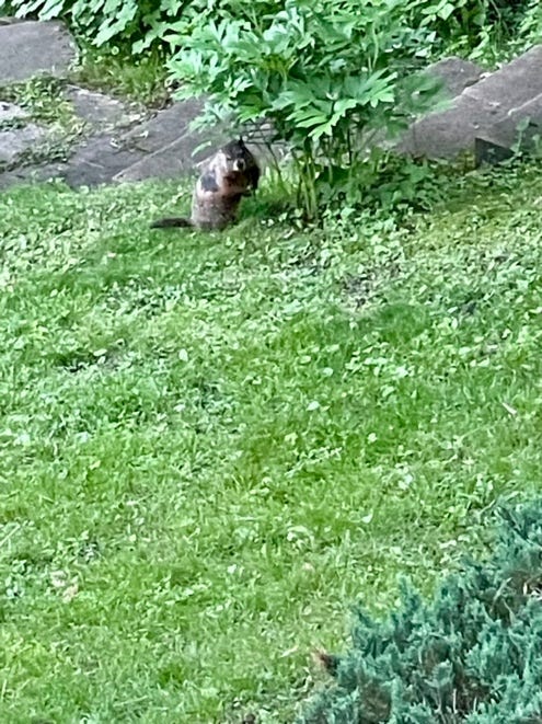 A squirrel in a grassy area

Description automatically generated
