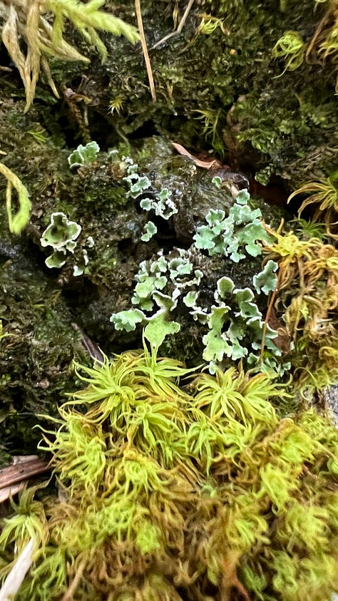 The gifts found on my retreat to the Bruce Peninsula