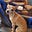 Sylvilagus Rex's avatar
