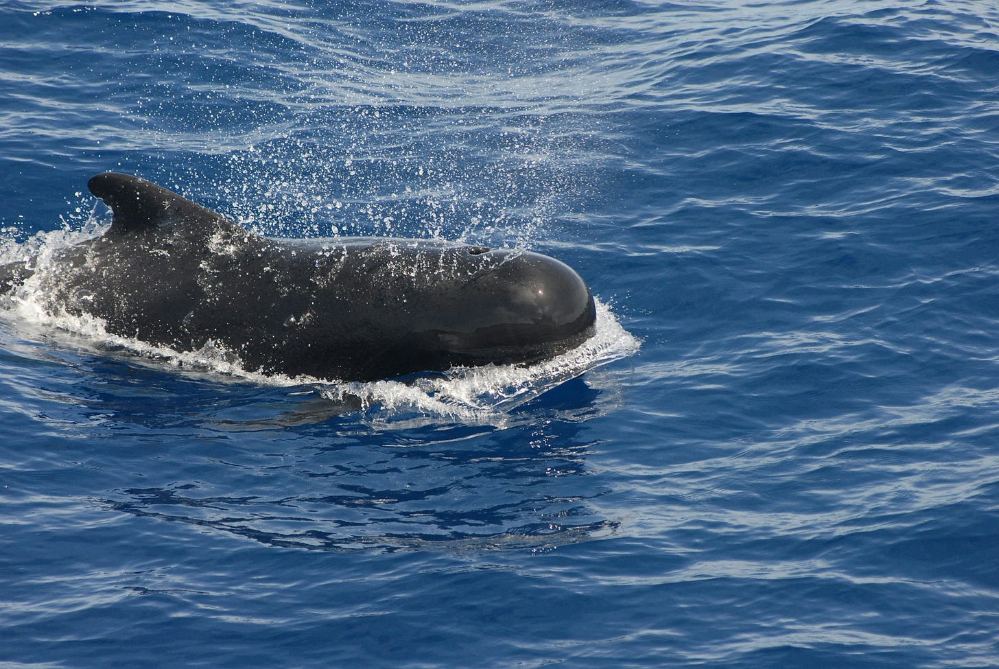 black dolphin / pilot whale on body of water