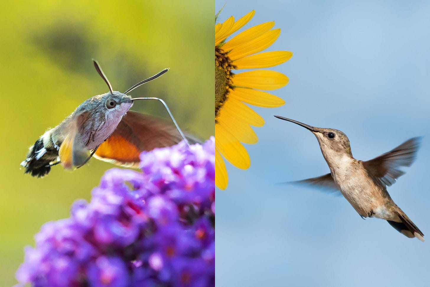 Hummingbird Moth vs Hummingbird: Don't Let Your Eyes Deceive You Hummingbird Moth vs Hummingbird: Don't Let Your Eyes Deceive You