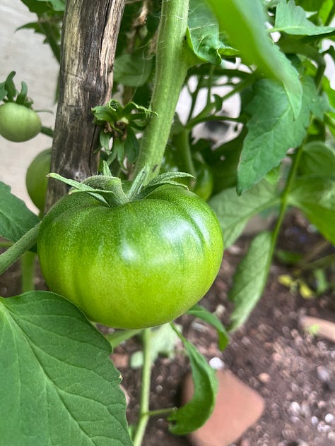 three photos of individual or clusters of unripe green tomatoes