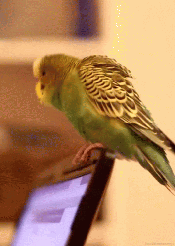 This may contain: a green bird perched on top of a laptop computer