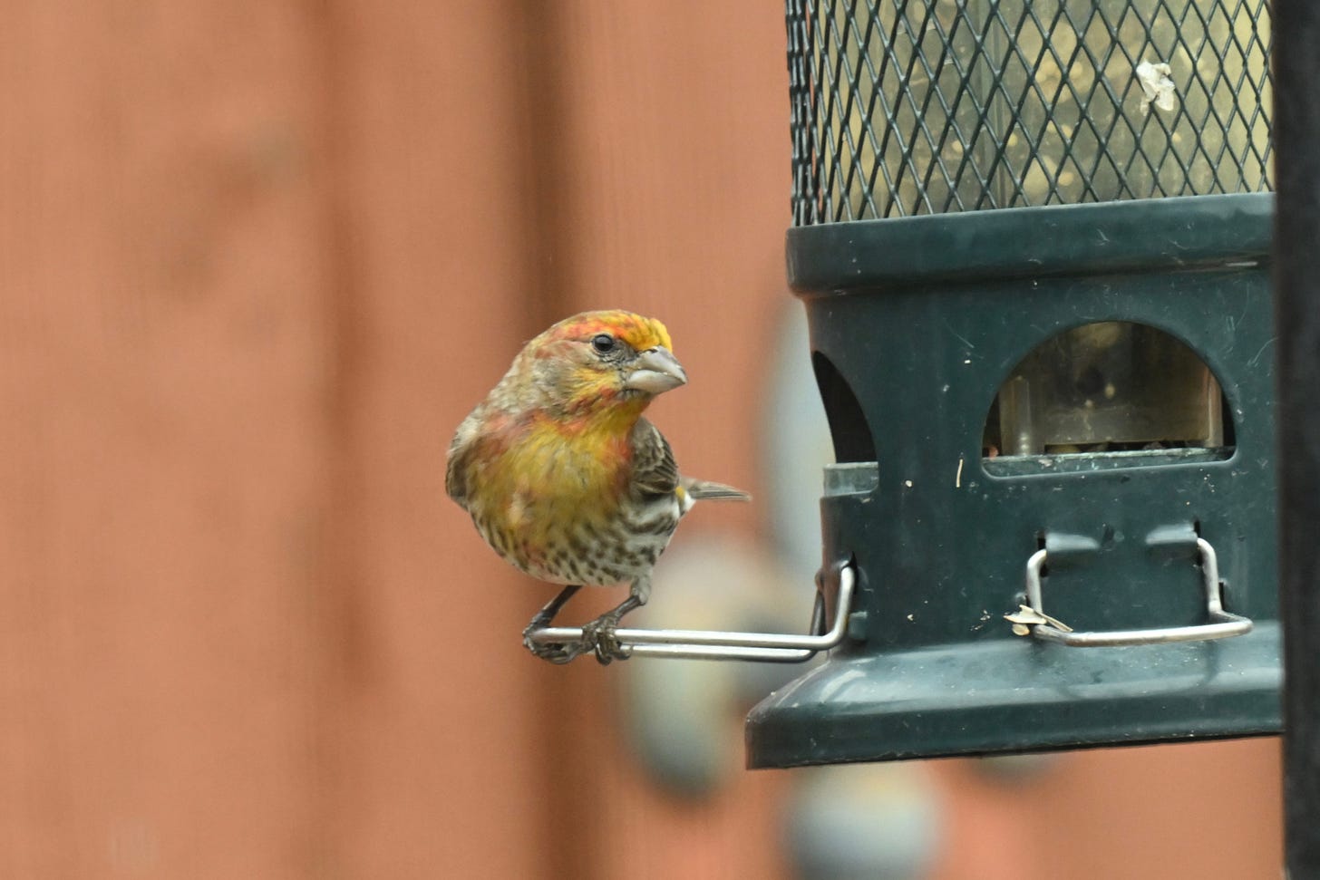 Yellow male house finch at bird feeder