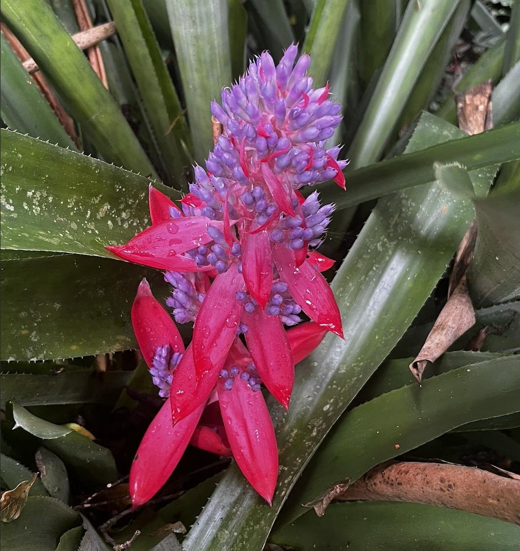 035: To Be, Or Not to Be... 035: To Be, Or Not to Be...