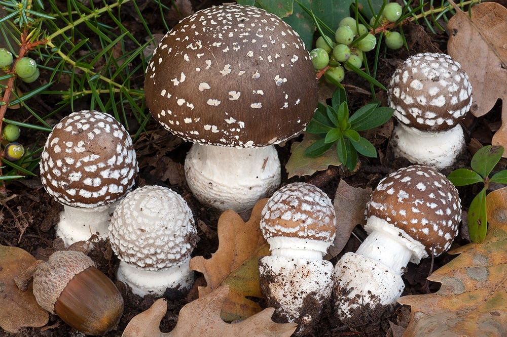 Panthercap (Amanita pantherina) · iNaturalist Panthercap (Amanita pantherina) · iNaturalist