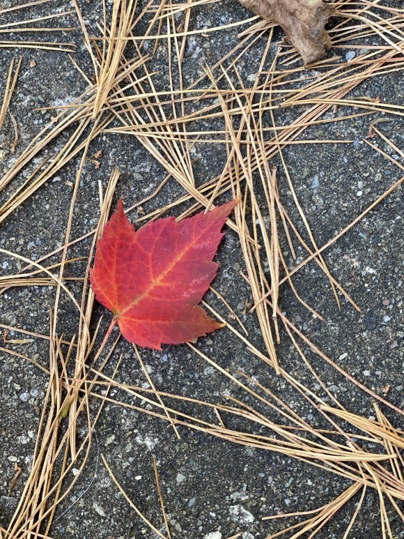 Crimson Maple Leaf Fallen Between Dried White Pine Needles, My Forever Son, A Poem About Being Haunted by Guilt After Losing My Son to Suicide: Still From Sky I'm Falling