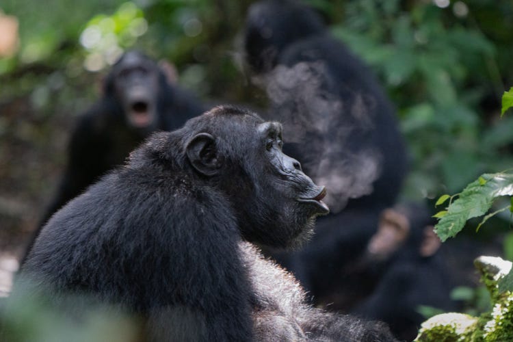 A chimpanzee sits side on, its lips pursed as if making a sound