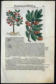De Materia Medica" by Dioscorides ...