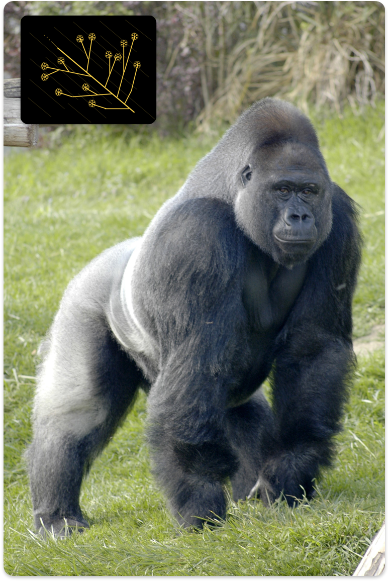 Pasted Graphic.png