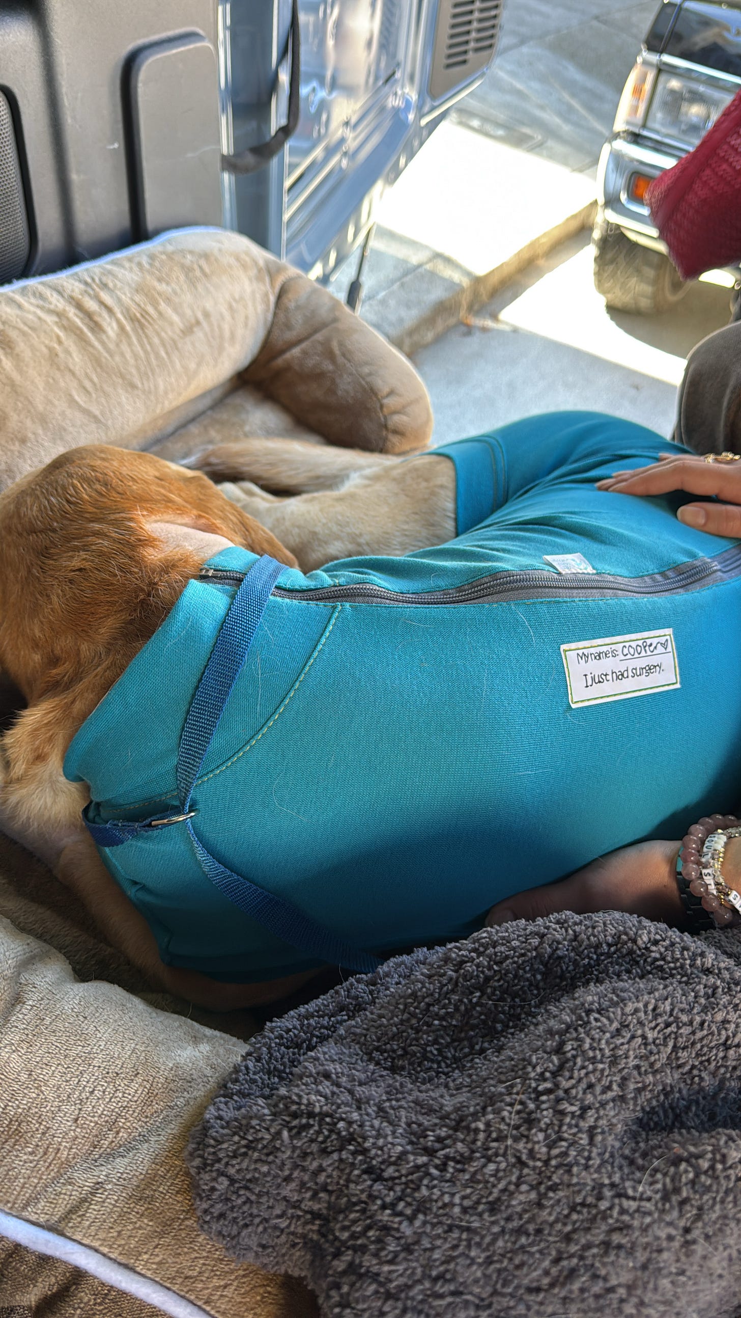 Dog rests on his bed while wearing a blue suit that has his name and says he just had surgery.