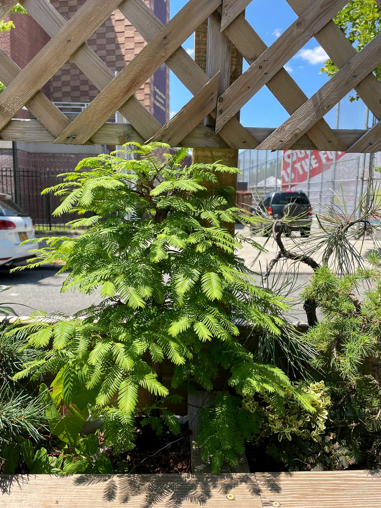ID: Photo of dawn redwood and ponderosa pine trees in the sun, showing new growth.