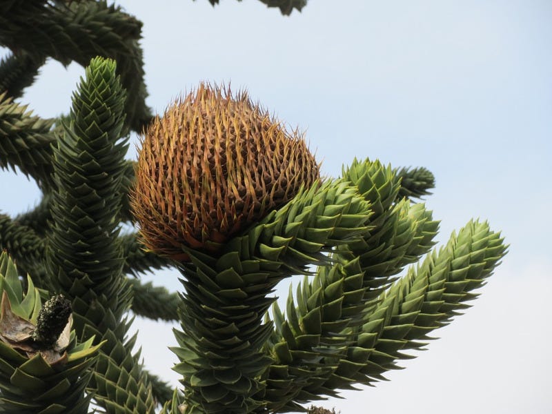 Monkey Puzzle Tree, Araucaria araucana
