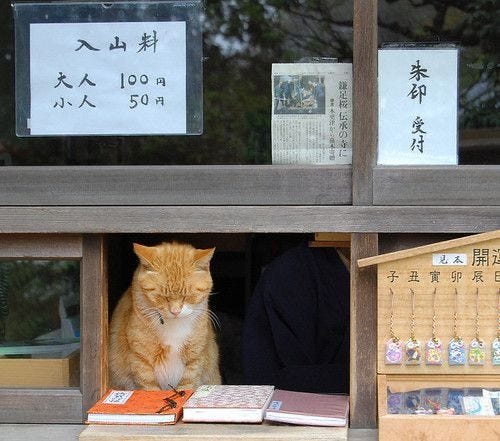 This may contain: an orange and white cat sitting on top of a window sill next to books