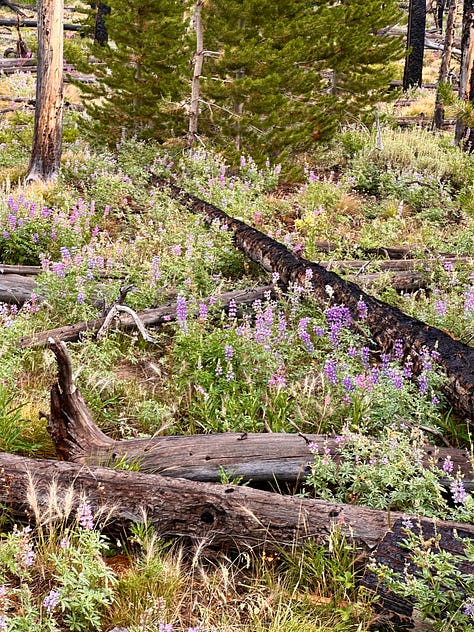 Idaho Sawtooth mountains bike packing fly fishing fireweed climate ecology regeneration 
