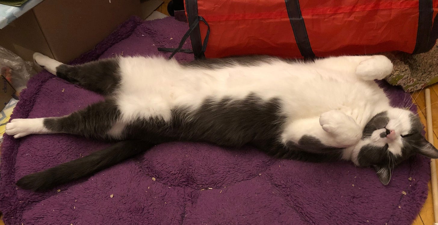 Haku is sleeping while stretched completely out horizontally across a round purple floor mat. His white belly is exposed in full glory, eyes closed in dark black slits, and paws dangling. Haku is sleeping while stretched completely out horizontally across a round purple floor mat. His white belly is exposed in full glory, eyes closed in dark black slits, and paws dangling.