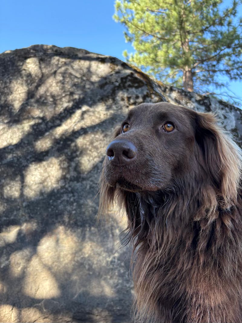 Flat Coated Retriever