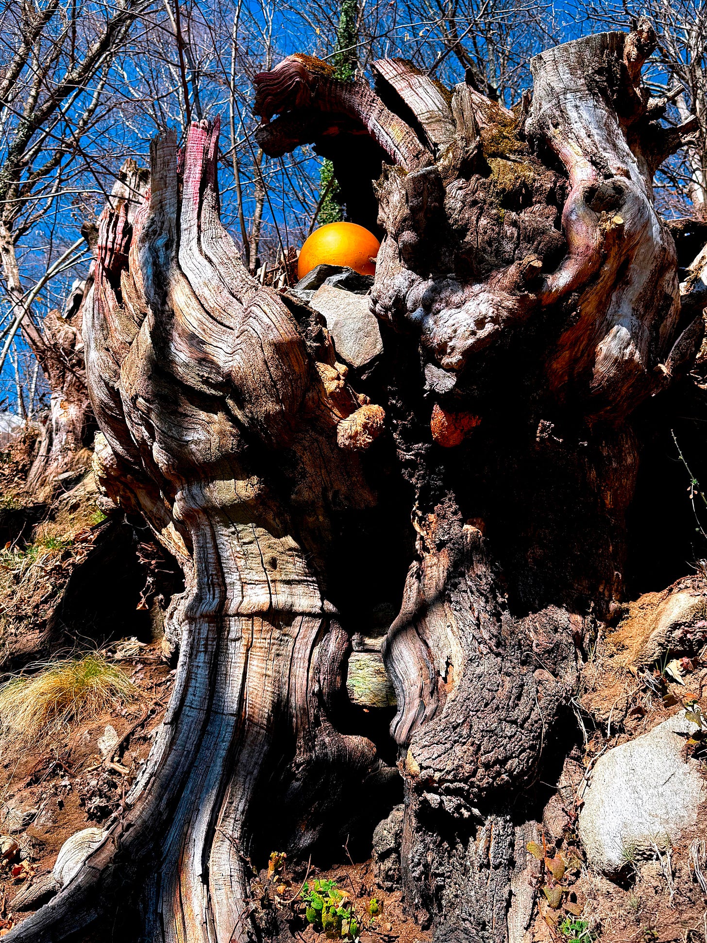 Tree stump with golden sphere nestled in hollow Tree stump with golden sphere nestled in hollow
