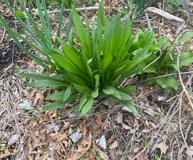 narrow leaf plantain