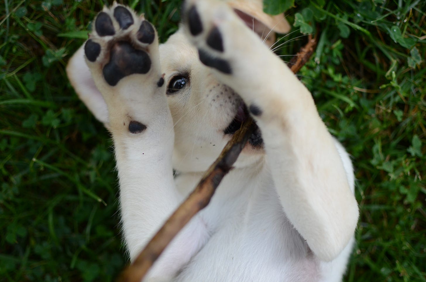 A yellow Labrador retriever puppy rolls on her back in the grass with a stick and her paws in the air. 